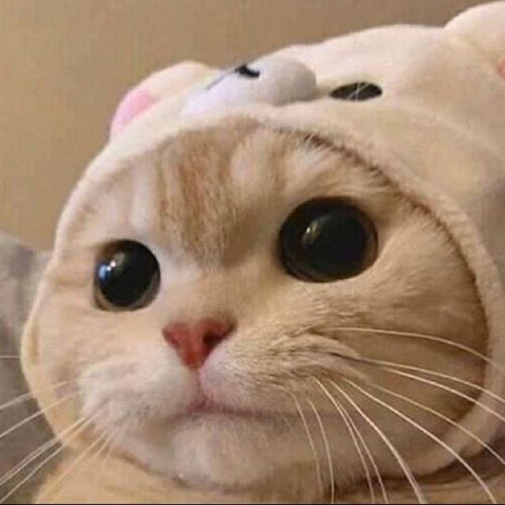 Meet your Posher, Lia